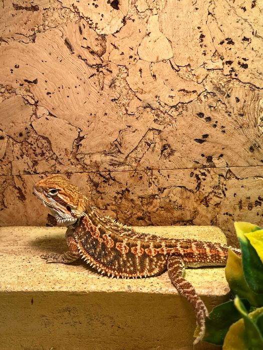 Agama Brodata Sklep Zoologiczny Discus Racibórz