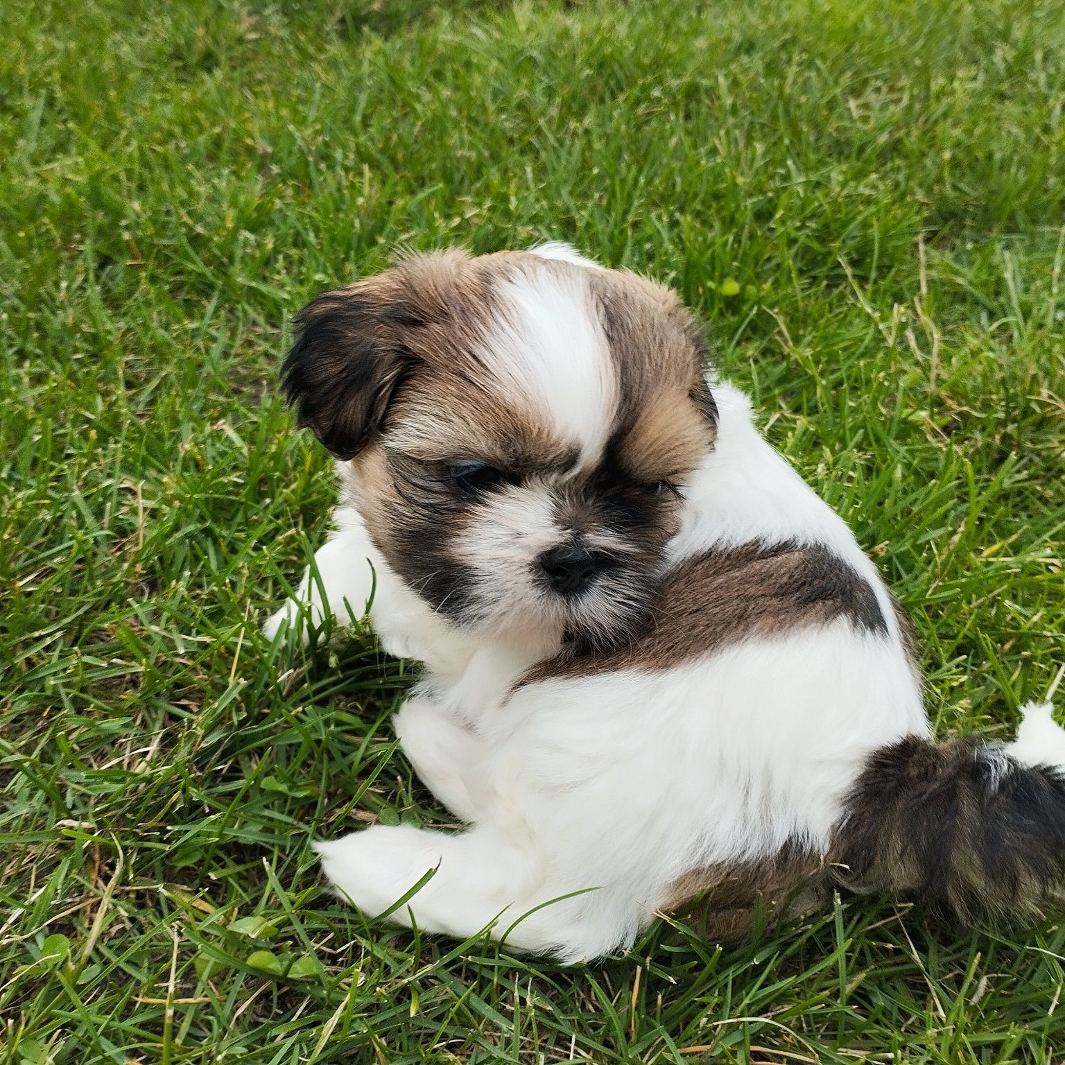 Szczeniaczek ShihTzu