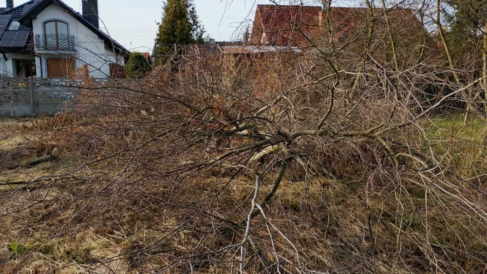 Drewno do oddania (na opal)