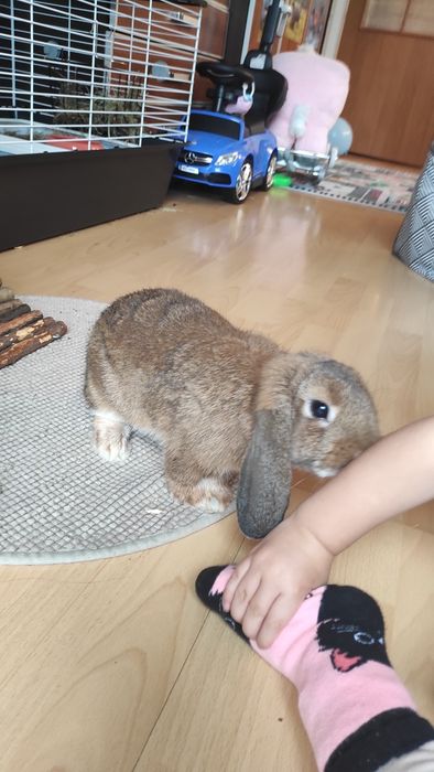 Mini lop  króliczki samiczki z całym wyposarzeniem