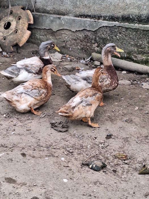 Kaczki, kaczory ruańskie, francuskie, tusze