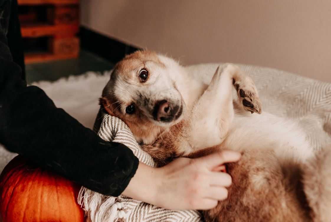 Wesoły, przytulaśny Wafelek poleca się do adopcji!!!