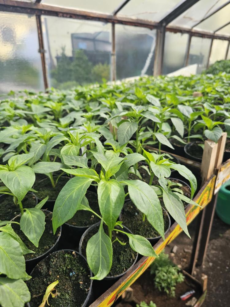 Sadzonki papryki (słodka i chilli )