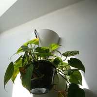 Pothos (Epipremnum aureum), planta jibóia