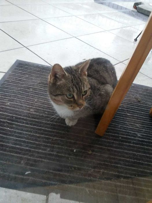 Znaleziono kotkę szaro-białą