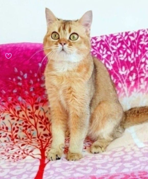 Золотий хлопчик очаровашка