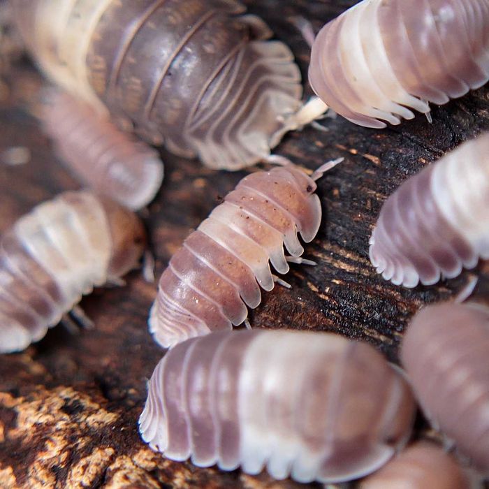 Cubaris sp. "Panda King", isopody, 10 szt.