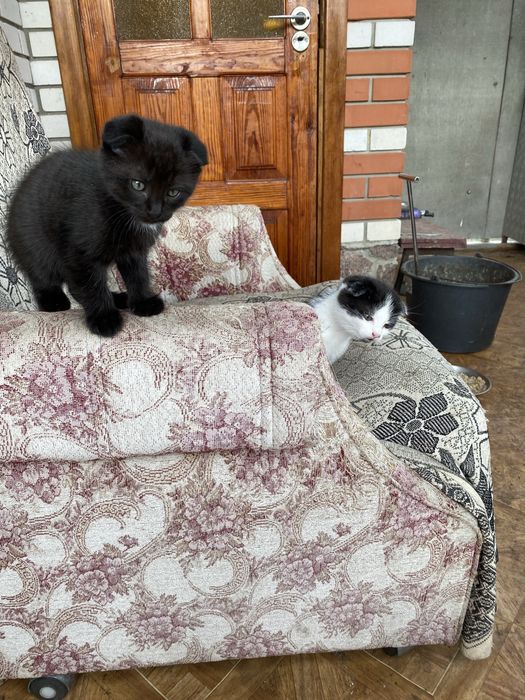 Продам кошенята - хлопчики