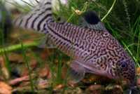 Kirysek / Corydoras Sterby