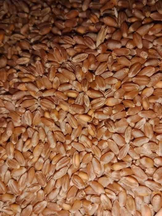 .Продаю пшеницю.