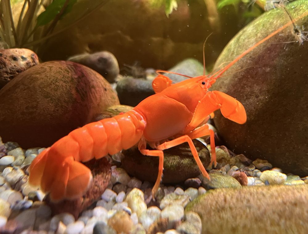 Cherax snowden Irianto red rak akwariowy