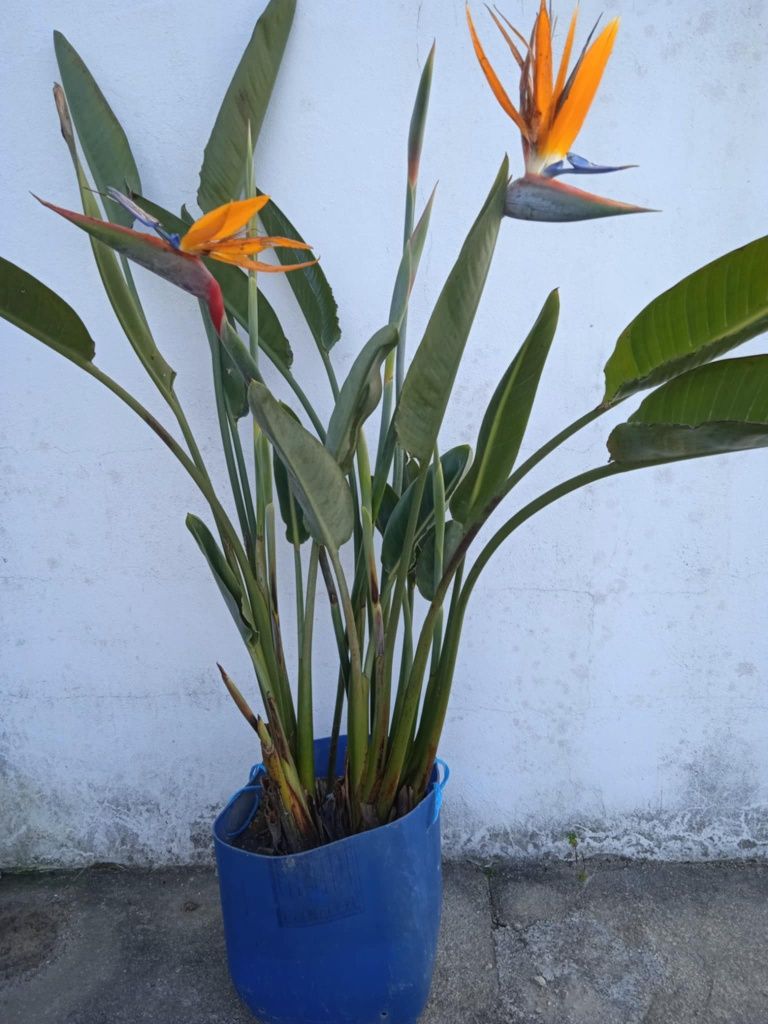Estrelicias para venda tem 4 pés.
