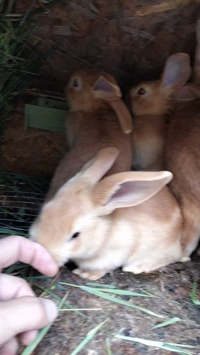 Кроленята бургундської породи на плем'я