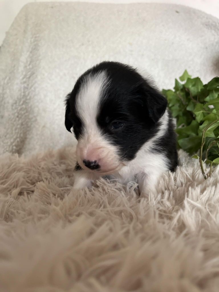 Border Collie FCI suczka