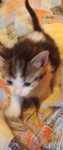 Kotek do adopcji
