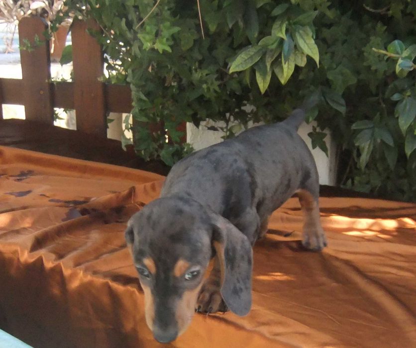 cachorro macho teckel miniatura