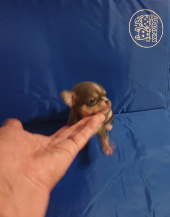 Красотун супер мини мальчик