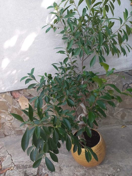 Фікуси. Бонсай. Кімнатні квіти