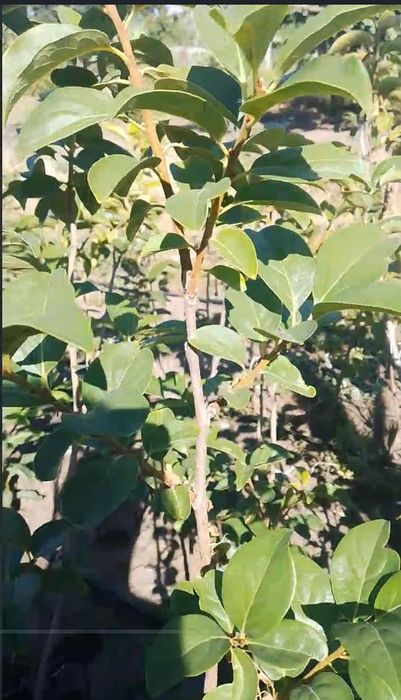 саженцы хурмы а также есть плодовые дерев