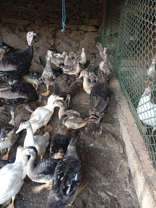 Vendo patos mudos novos
