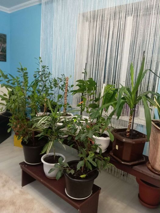 Продаю зимовий сад