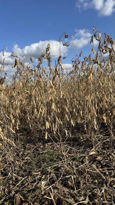 Насіння сої Гмо  100 днів