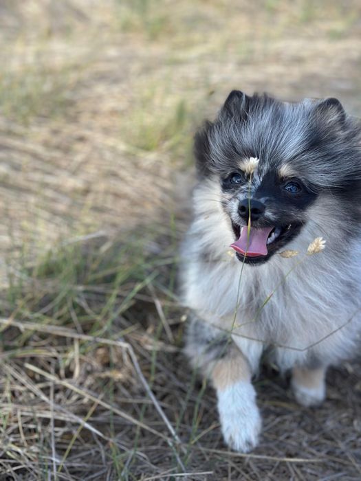 Spitz alemão macho 4 meses