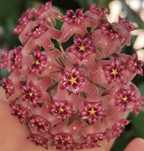 Hoya MB 1322 rosnąca 6 lisci, nowy pęd