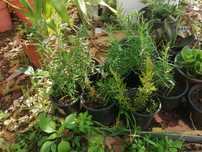 Vaso de alecrim plantado