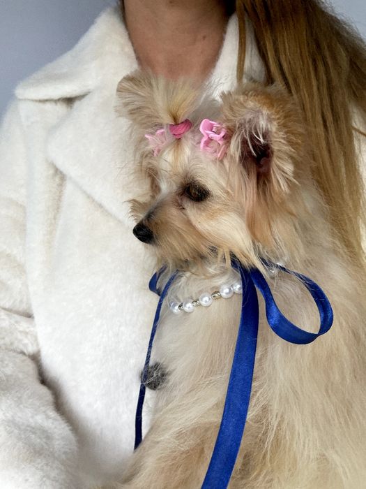 Обіймай і не відпускай  чарівні Помапу тут!