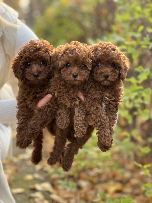 Чудові казкові створіння Мальтипу Ф2 !!!