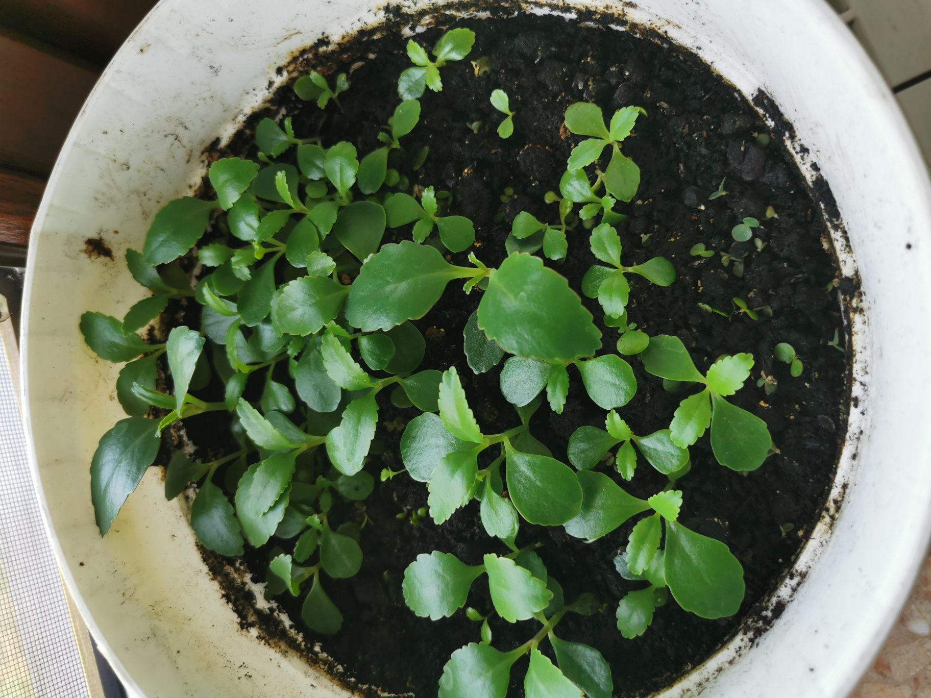 kalanchoe pinnata, żyworódka pierzasta