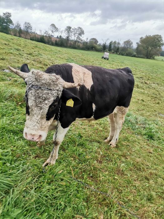 sprzedam byczka zywy lub cwiartki