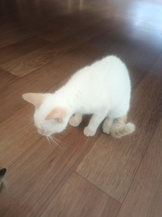 Кошеня у добрі руки