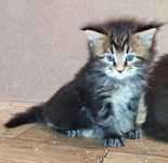 Lekarz Weterynarii oferuje kotkę Maine Coon-PRAWDZIWY! rodowód FPL