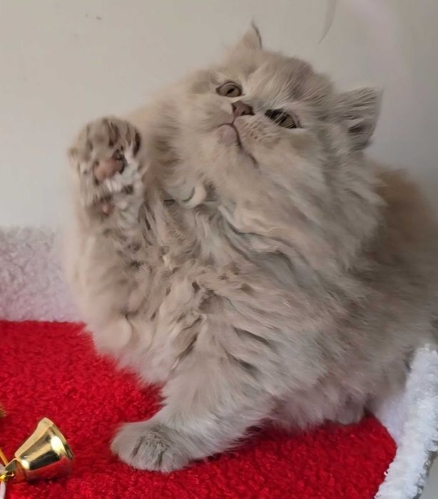 British Longhair lilás com Lop