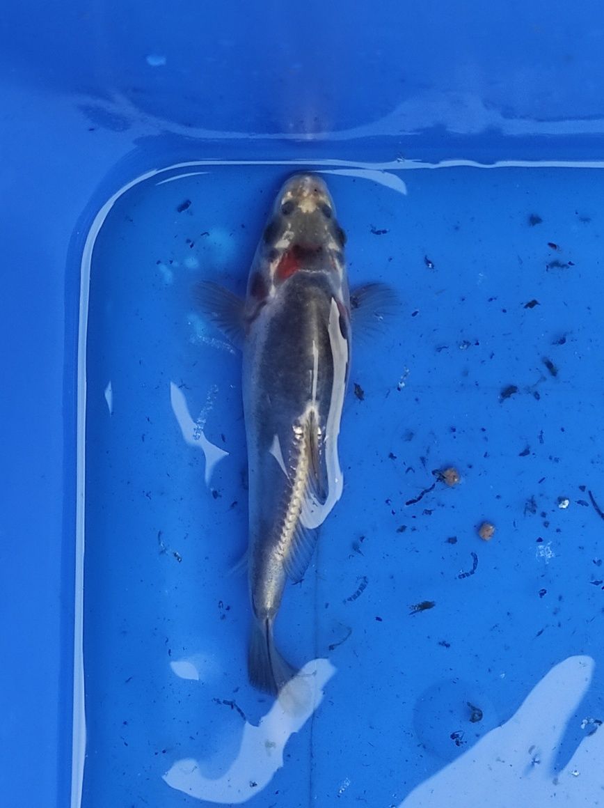 Sprzedam Karpie koi