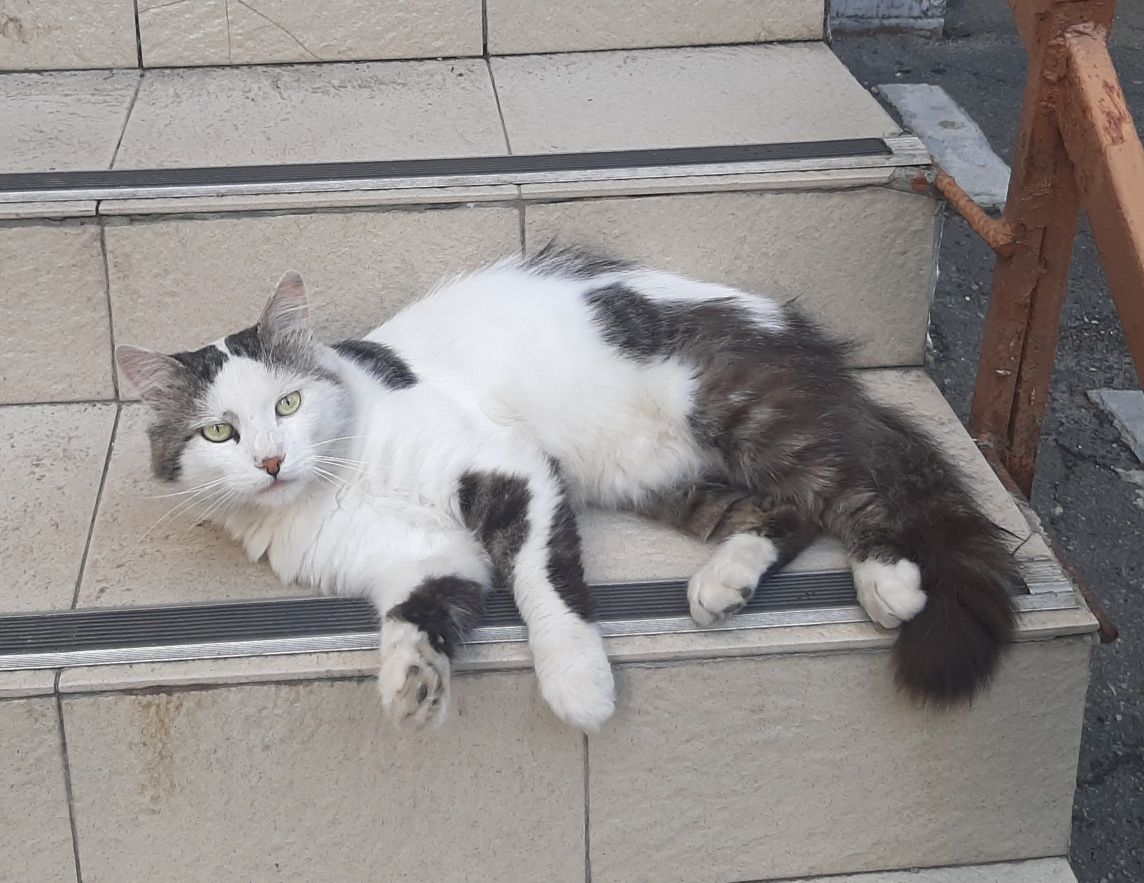 Котик домашній шукає домівку