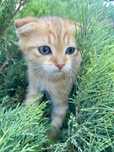 Отдаю котят от мамы вислоухая