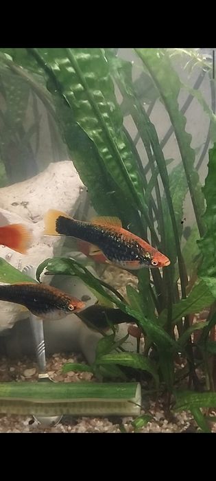 Dębno,rybki akwariowe,mieczyki, zapraszam również w niedzielę.