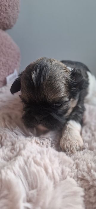 ZAREZERWOWANA Shih tzu sunia tricolor