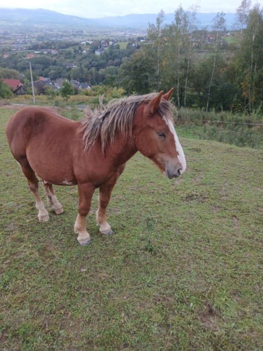 Sprzedam konia  ogierka