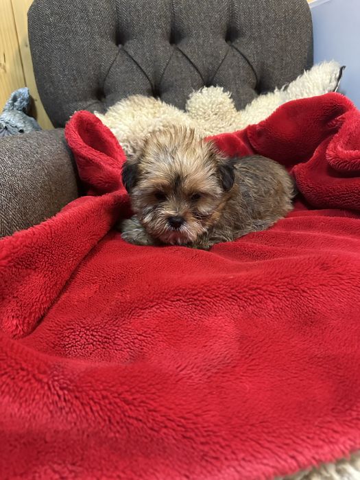 Shorkie york &shih tzu piesek