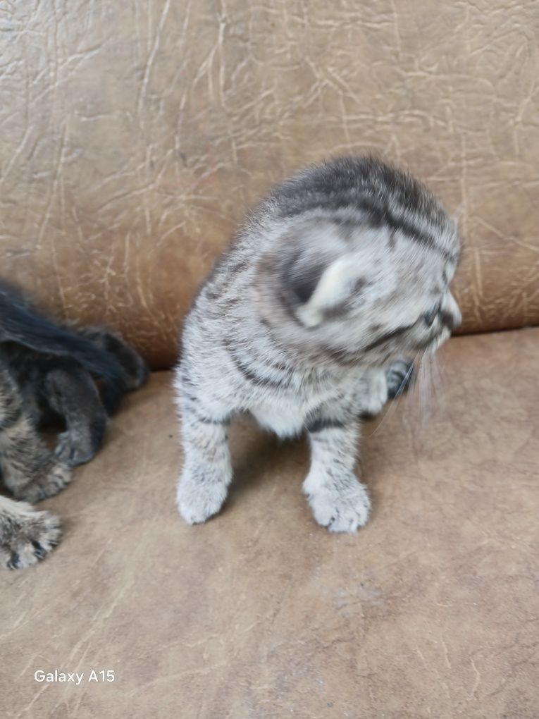 Віддам котиків в добрі руки