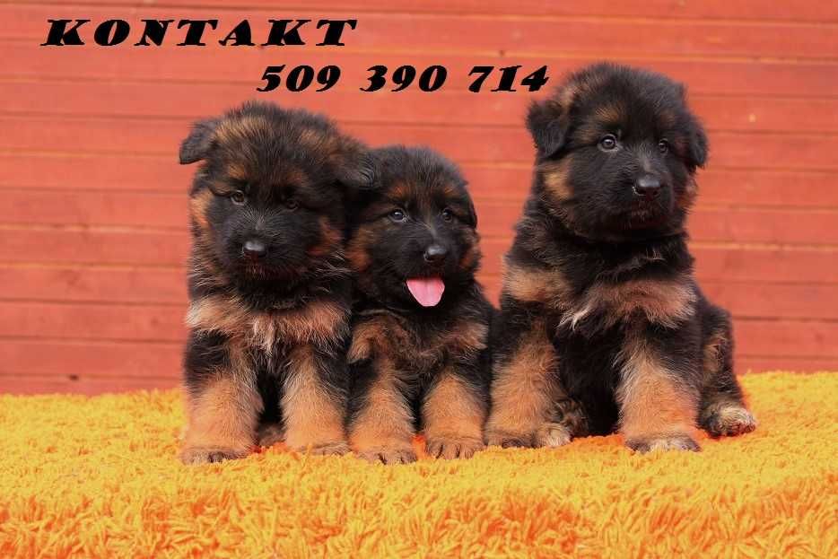 Owczarek Niemiecki Długowłosy ZKwP/FCI Szczeniak Wybitnie Promujący !