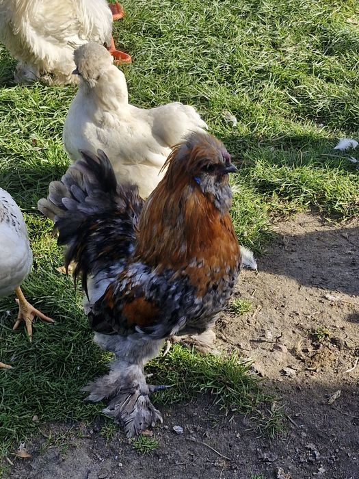 Koguty silki jedwab i satyna