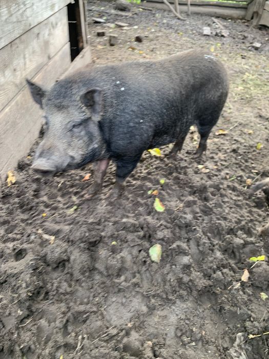 Продам кнура корейський