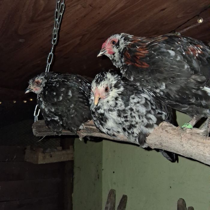 Liliputy cwergi kurki i koguty.