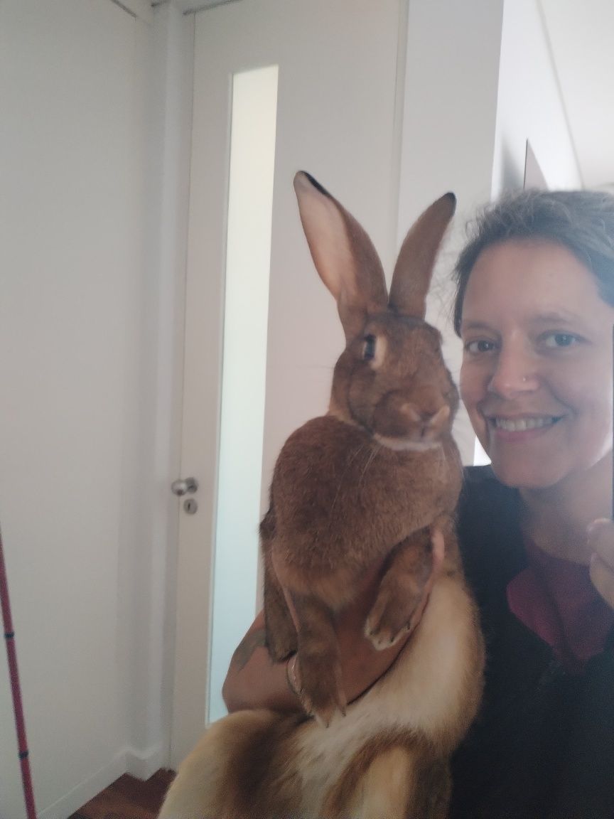 Petsitting/auxiliar de veterinária ao domicilo