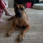 Dog kanaryjski szuka domu
